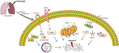 An updated pharmacological insight into calotropin as a potential therapeutic agent in cancer